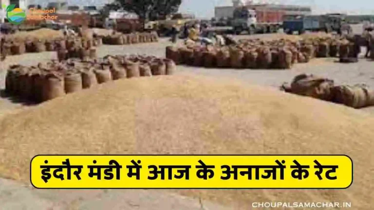 Indore Mandi price Today