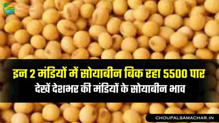 Soybean Mandi Bhav