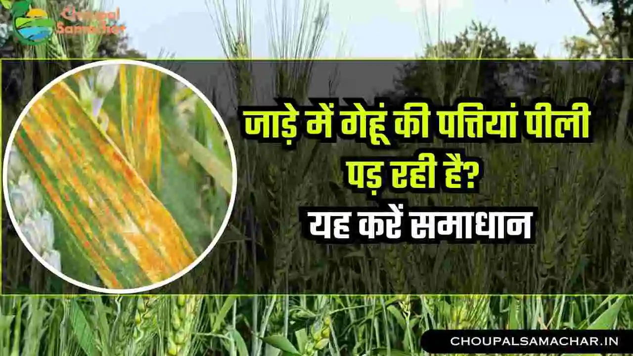 Wheat cultivation tips