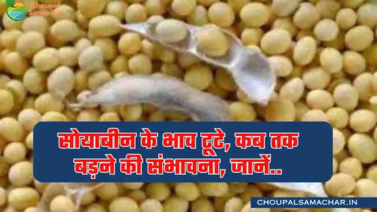 Global soybean price