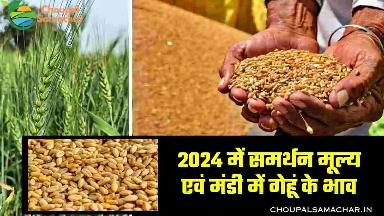 Wheat price 2024