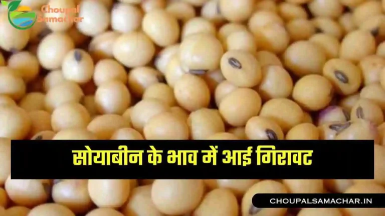 Soybean Mandi Price