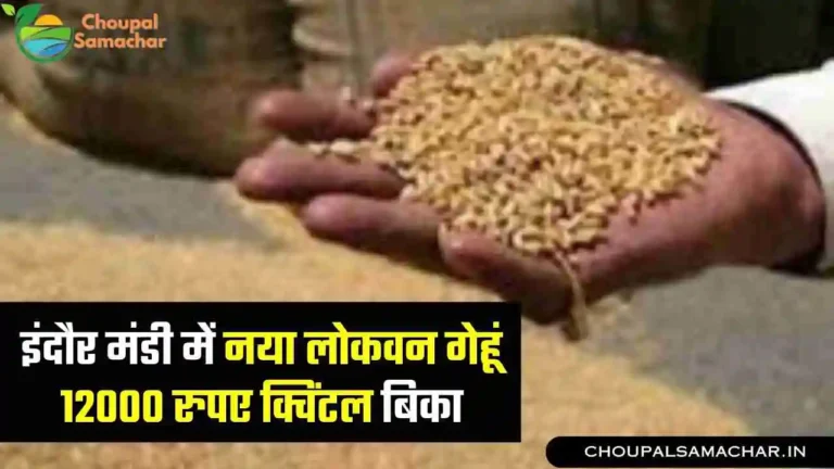 Indore Mandi New wheat rate