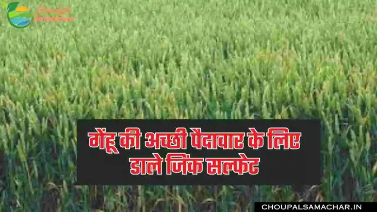 Zinc in Wheat Crop