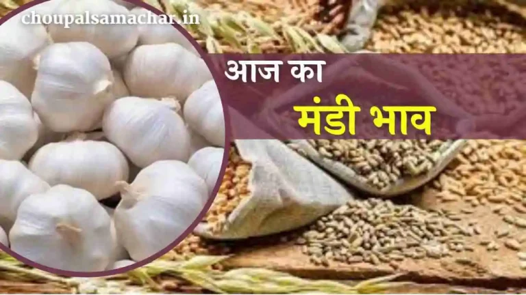 Ujjain Mandi Price Today