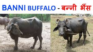 Top 5 breeds of buffalo