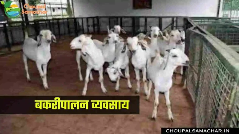 Goat Farming Buisness