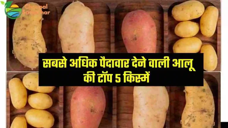 Top 5 Potato Variety