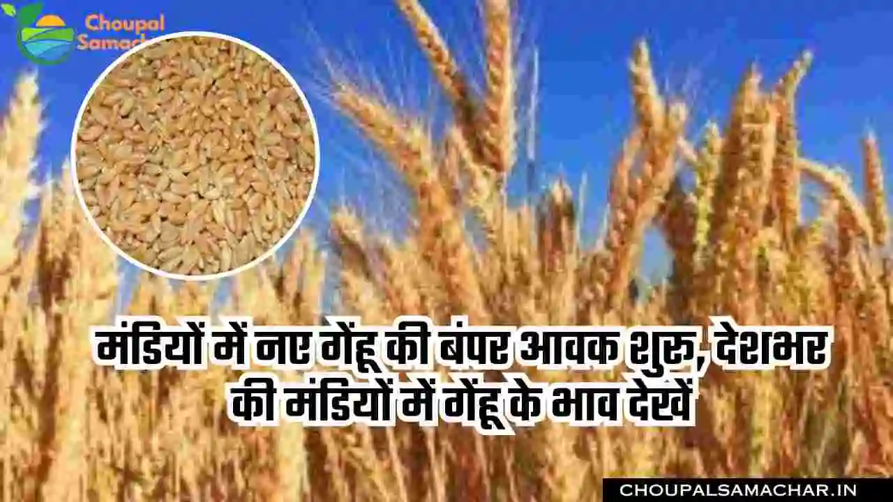 Wheat Mandi Bhav Today