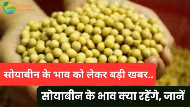 Soybean Bhav report