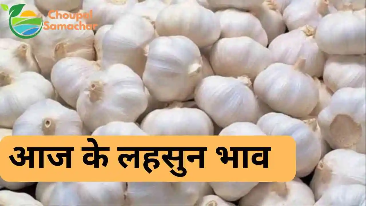 Today Mandi Garlic Price