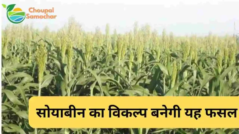 Jowar ki kheti