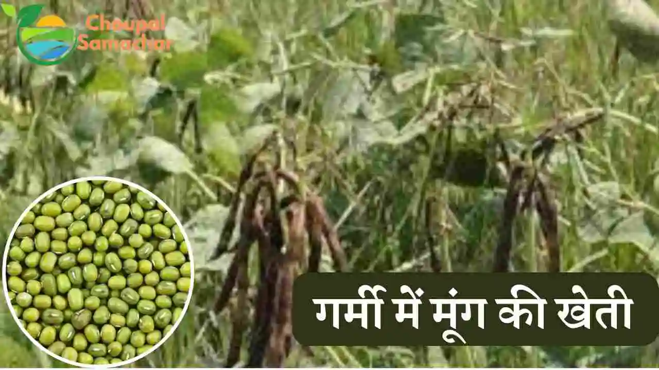 Moong cultivation in summer