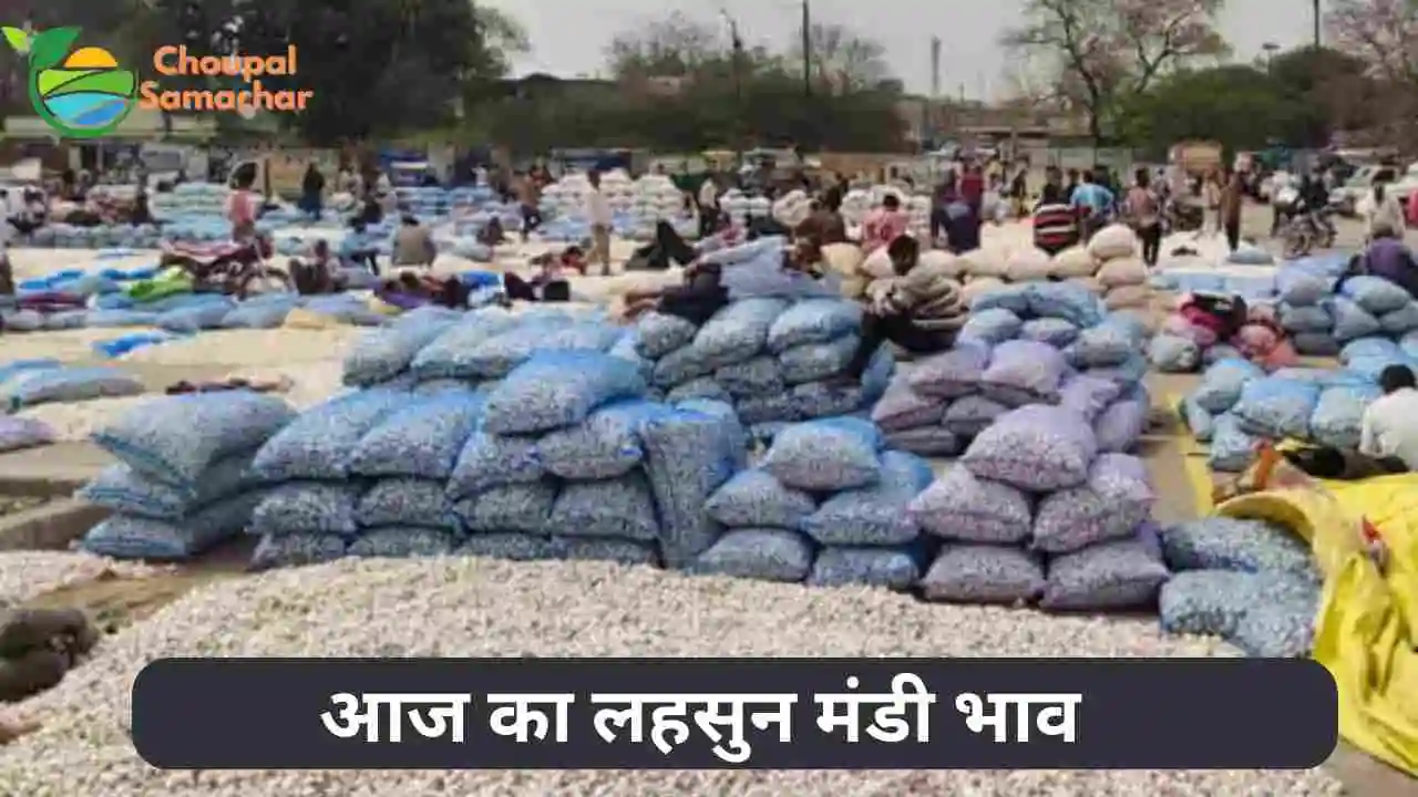 Today garlic Mandi price