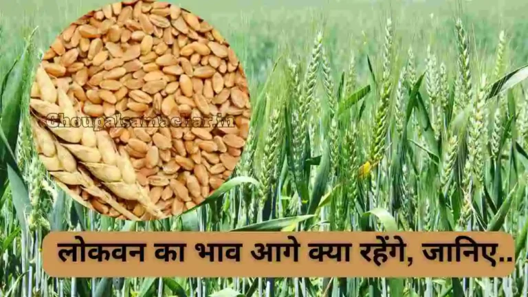 Lokvan Wheat price