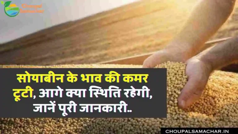 Soybean Bhav news