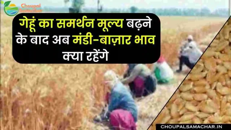 Wheat Mandi price