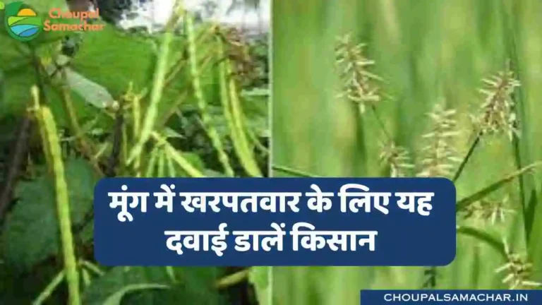 Moong herbicide