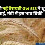 Wheat GW 513 bhav