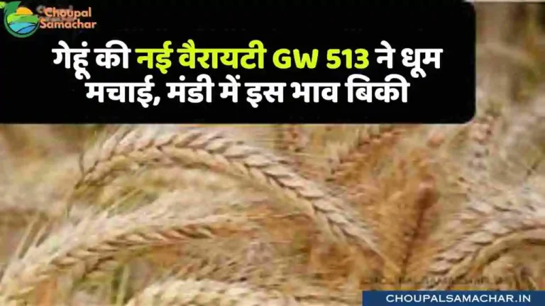 Wheat GW 513 bhav