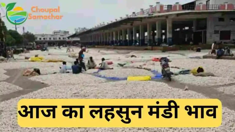 Lahsun Mandi Bhav today 