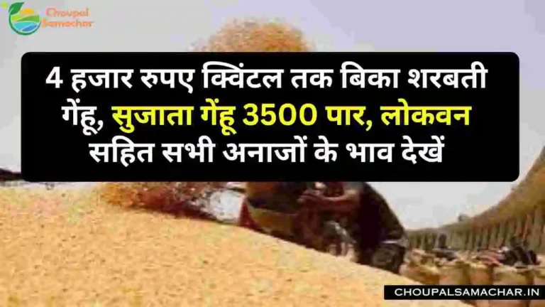 Ujjain Mandi Rate Today