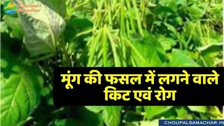 Disease in Moong Crop