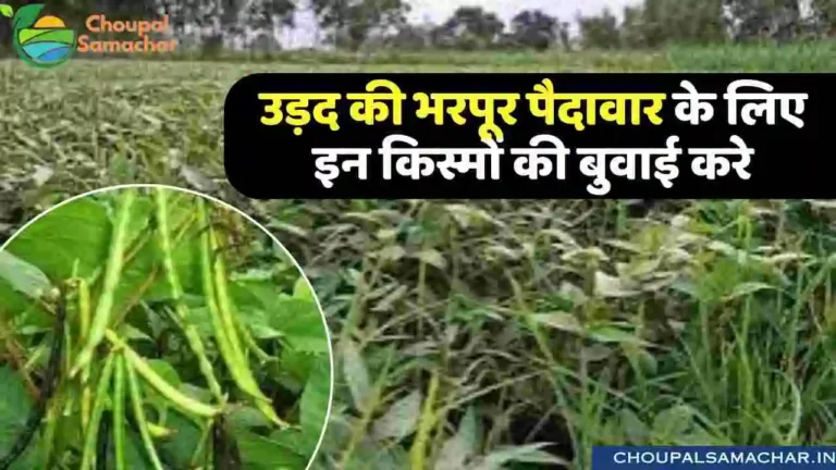 Urad Summer Cultivation