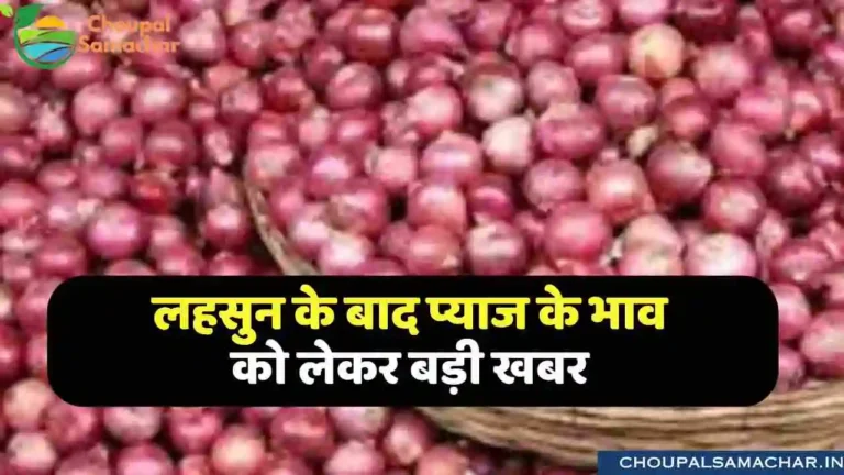 Onion Prices Report