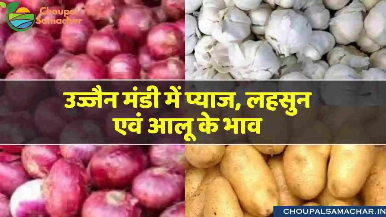 Ujjain Mandi Onion Garlic Rate