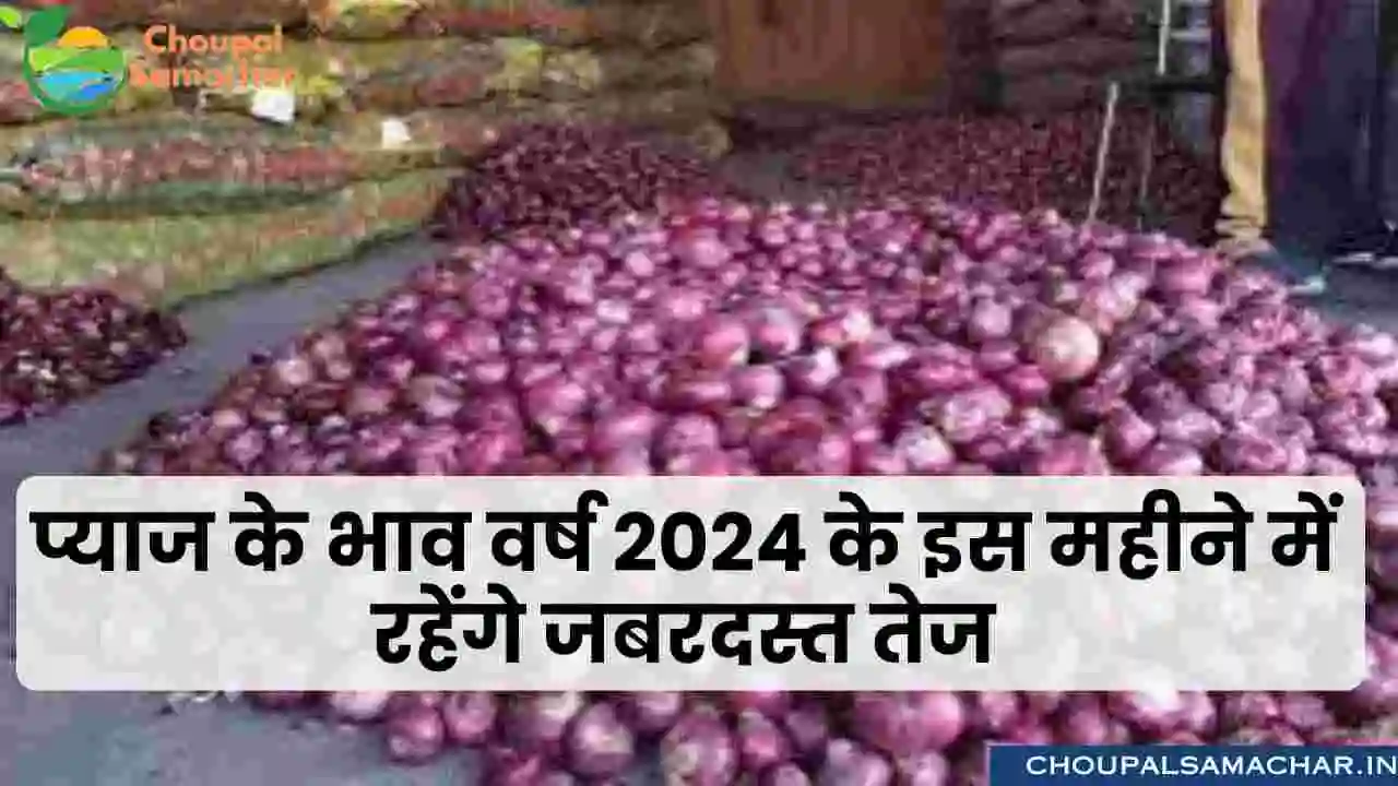 Onion price future