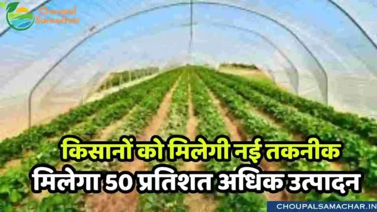 Vegetable Farming