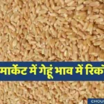 Wheat global price