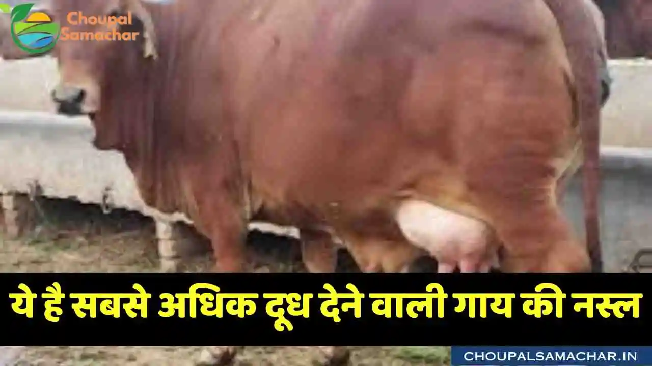 Cow Breed