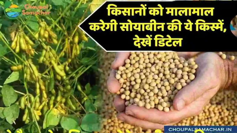 Soybean Varieties