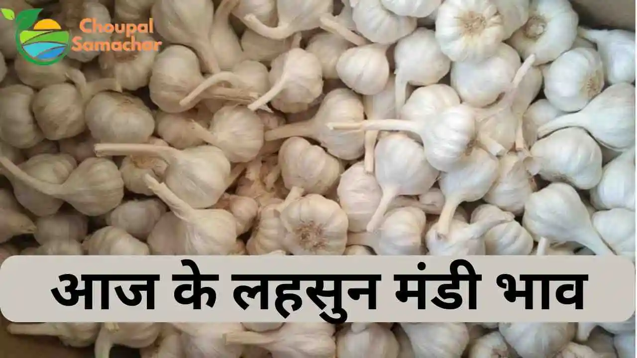 Aaj ka Garlic Mandi Bhav