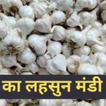 Mandi price of garlic