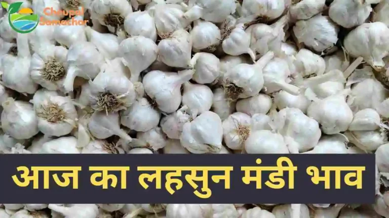 Mandi price of garlic