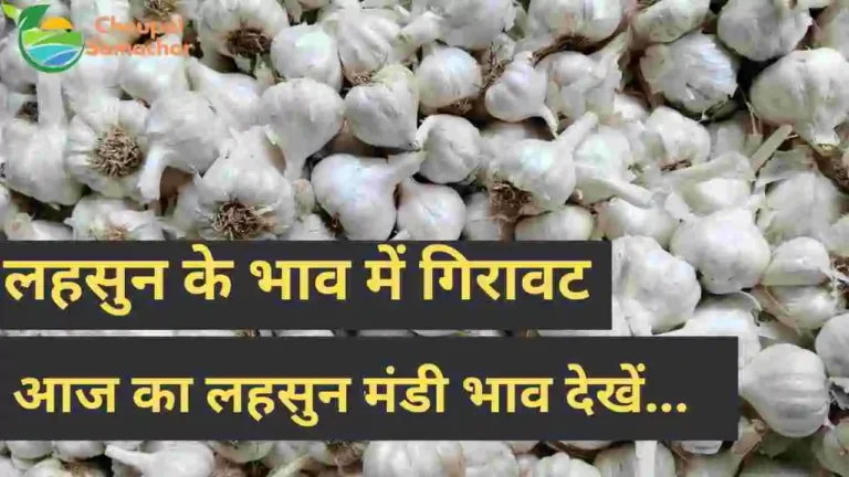 Today garlic price mandi