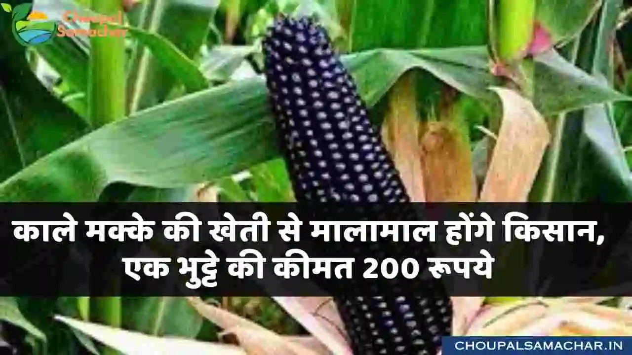 Black Corn Farming