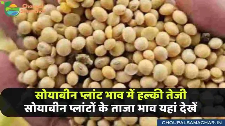 MP Soya plant rate