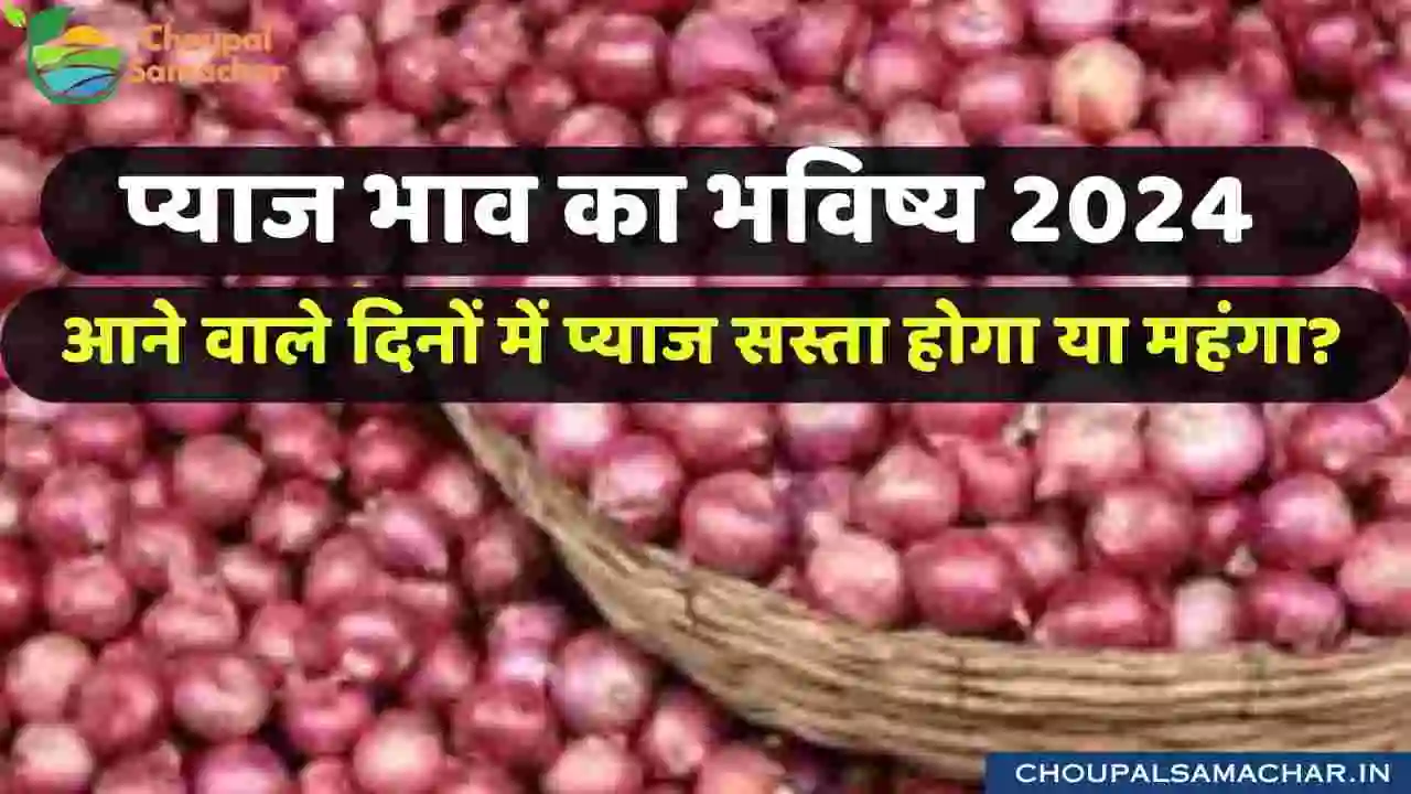 Onion Future Price 2024