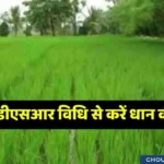 Paddy cultivation by DSR method