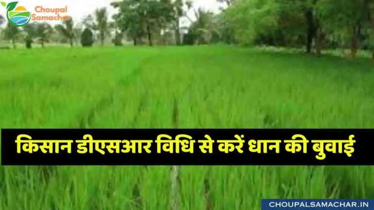 Paddy cultivation by DSR method