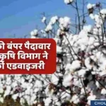 Cotton farming advise