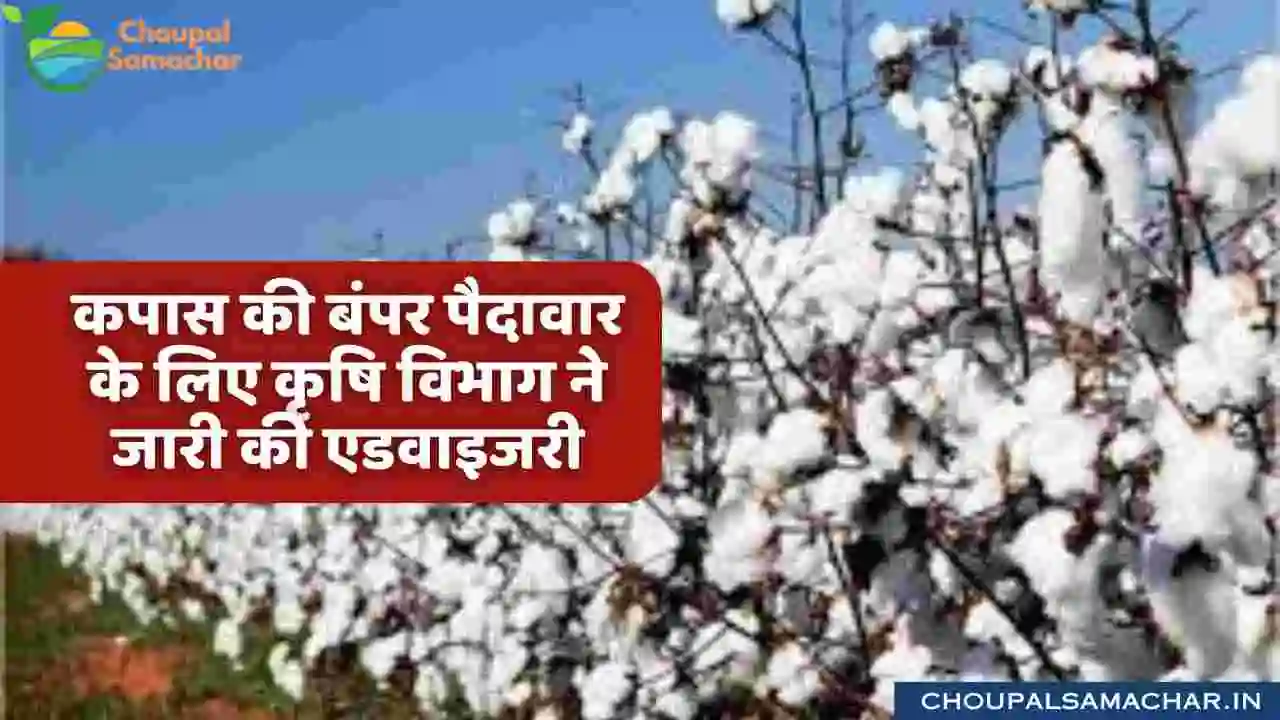 Cotton farming advise