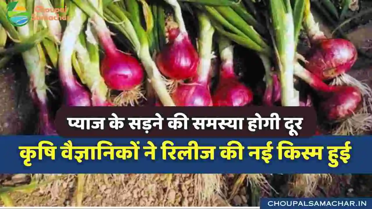 Onion new Variety Pusa Shobha