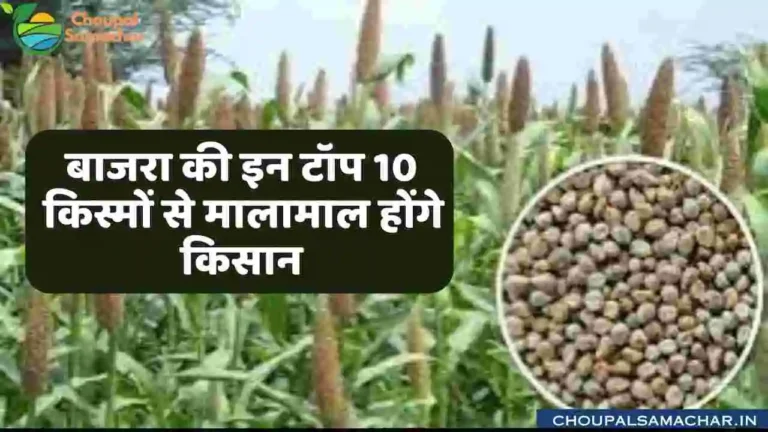 Top 3 Millets Varieties