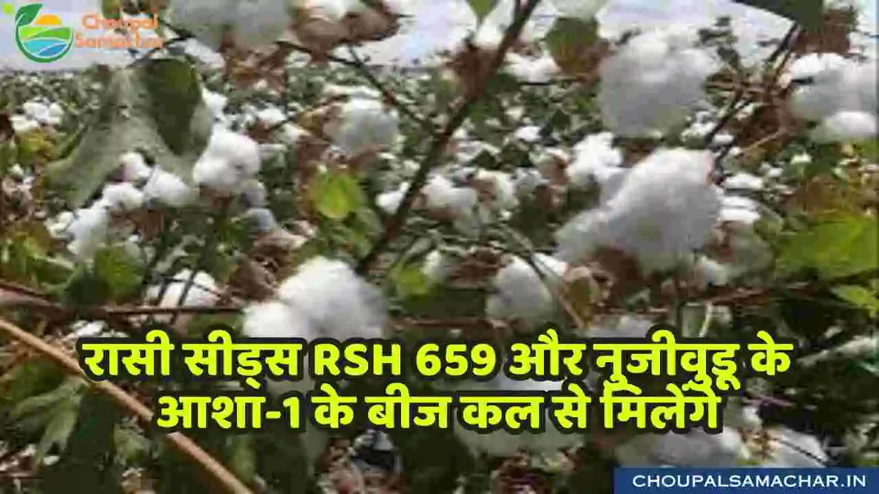 Rashi 659 Cotton seeds
