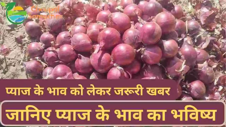 Onion Price Future